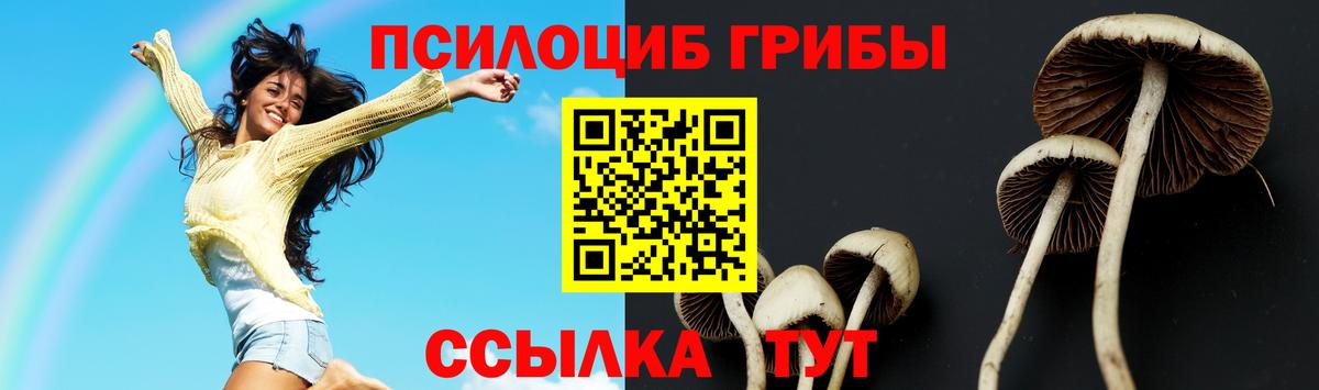 Псилоцибиновые грибы Psilocybe Новокуйбышевск